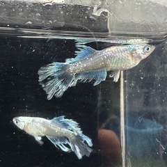 メダカ【如水】　種親　①ペア　【極上】メダカの館watti様血統
