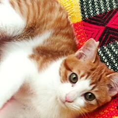 茶白5ヶ月くらいの野良猫のTNR後保護しました