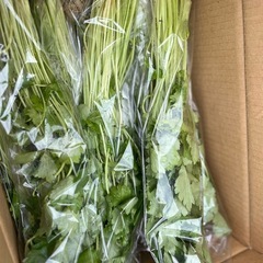 三つ葉など¥100お買い得野菜勢揃いしてます✨