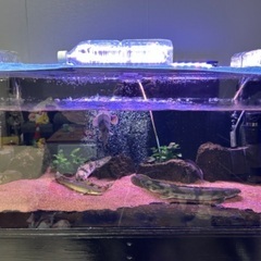 熱帯魚-金魚友達！