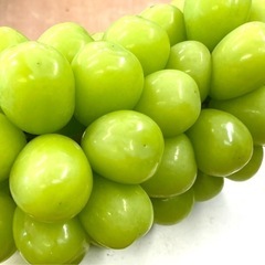 農園作業　経験者の方　シャインマスカット　巨峰　