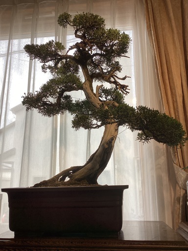 真柏　盆栽　樹高65cm 鉢込み77cm