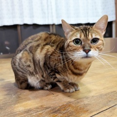 元気いっぱい！ベンガル柄の女の子