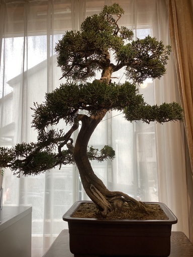 真柏 盆栽 樹高65cm 鉢込み77cm