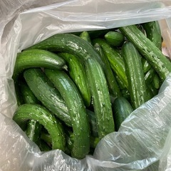 当日収穫分規格外胡瓜