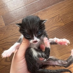【ハチワレにゃんこ】推定1ヶ月未満