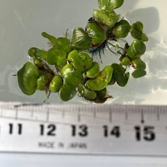 画像の水草３種共に５株マツモ・布袋草・ドワーフフロッグピットの画像