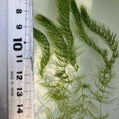 画像の水草３種共に５株マツモ・布袋草・ドワーフフロッグピットの画像