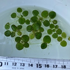 画像の水草３種共に５株マツモ・布袋草・ドワーフフロッグピットの画像