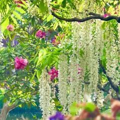 🌸友達募集中😊（*^_^*）