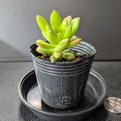 多肉植物 サンライズマムの画像