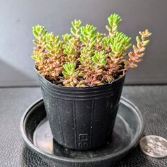 多肉植物 アルブムの画像