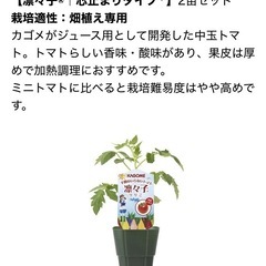凛々子　カゴメ　トマトの苗　トマトの画像