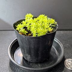 多肉植物 ゴールデンカーペットの画像