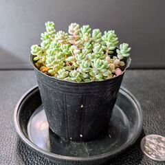 多肉植物 ダシフィルムの画像