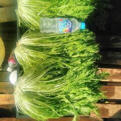 野菜　水菜３株１００円の画像