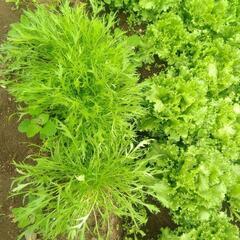野菜　水菜３株１００円の画像