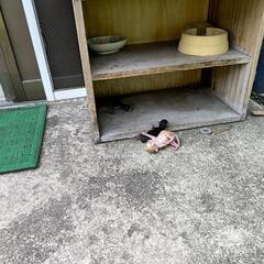生まれたて　猫ちゃん