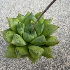 多肉植物 ハオルチア オブツーサ