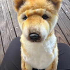 柴犬のぬいぐるみ