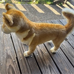 柴犬のぬいぐるみの画像