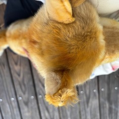柴犬のぬいぐるみの画像