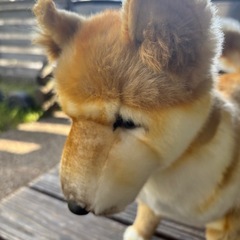 柴犬のぬいぐるみの画像
