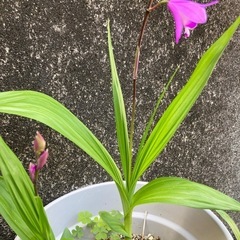 紫蘭の画像
