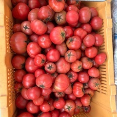 野菜　トマト【訳あり】13の画像