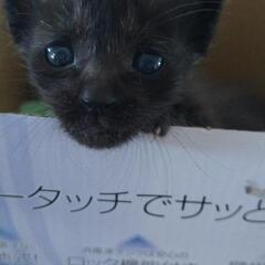会社内で野良が出産。親猫が帰ってこない為保護しました。至急募集です。