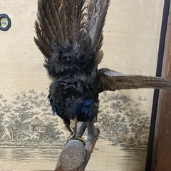 剥製の画像