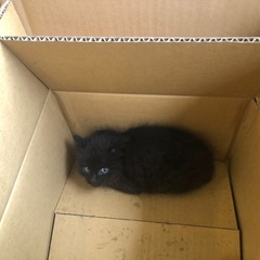 黒猫の仔猫　どなたか飼って頂けませんか