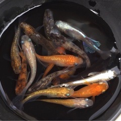 ⭐️バラエティ　メダカセット⭐️ 15匹＋α  綺麗です！