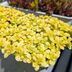 ランキングキーワードに紐づく投稿画像-多肉植物