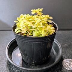 多肉植物 オオゴンマルバマンネングサの画像
