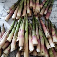 タケノコ　500g