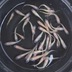 ランキングキーワードに紐づく投稿画像-メダカ