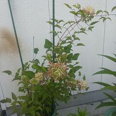 クレマチス風の忘れ物　1・2　見頃の5月11日までの画像