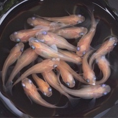 コロコロ⭐️ホワイトダルマ⭐️ 20匹　お買い得です！