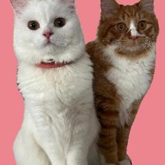 🐱春だ！癒やしだ!!けだまも保護猫譲渡会🐱🐱