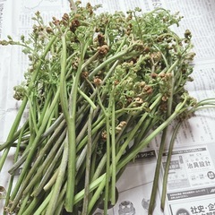 天然わらび　300g