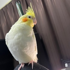 ニコちゃん