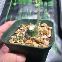 アデニア　グラウカの画像