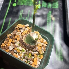 アデニア　グラウカの画像
