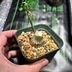 ランキングキーワードに紐づく投稿画像-観葉植物