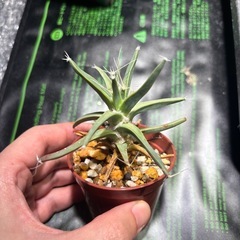 レウクテンベルギア　晃山　の画像