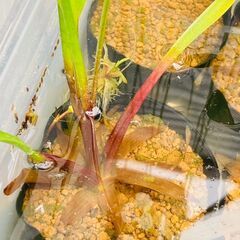 【水草】ナガバオモダカ【ビオトープ】の画像