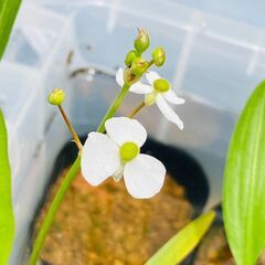 【水草】ナガバオモダカ【ビオトープ】の画像