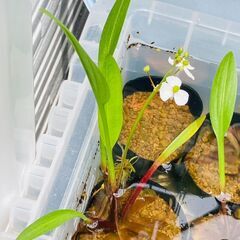 【水草】ナガバオモダカ【ビオトープ】の画像