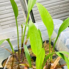 【水草】ナガバオモダカ【ビオトープ】の画像